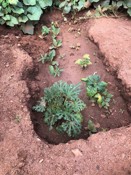 These vegetables have been planted in a zai pit to enhance water conservation, Makueni County, Kenya. © Julianne Stewart, AID.