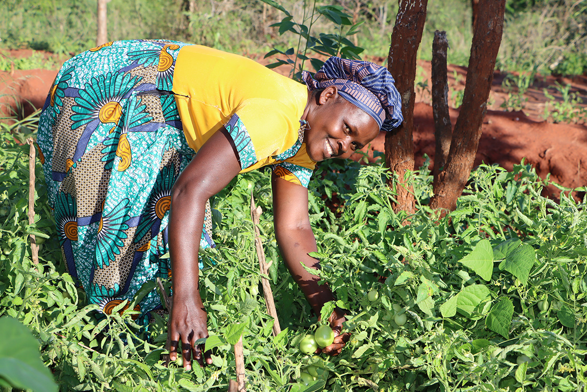 Sabina with some of her tomato crops grown using zai pits and water pumped from Kisesini borehole. © ABM/Julianne Stewart.