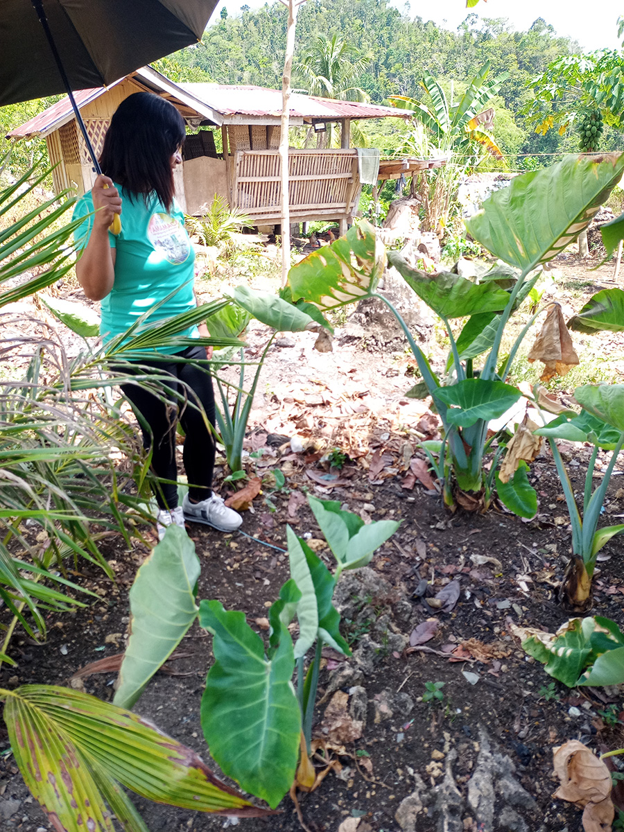 Liza inspects taro grown in PAMAMACA’s shared plot in Cadapdapan. © Terry Russell/ABM AID.