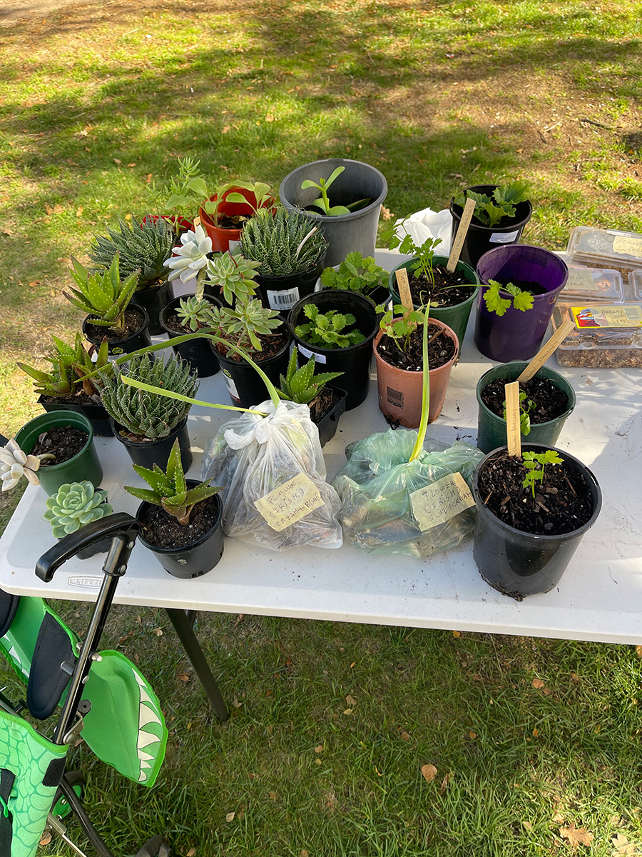 A selection of plants for sale at one of the Holy Trinity stalls. © Dennis Mann. Used with permission.