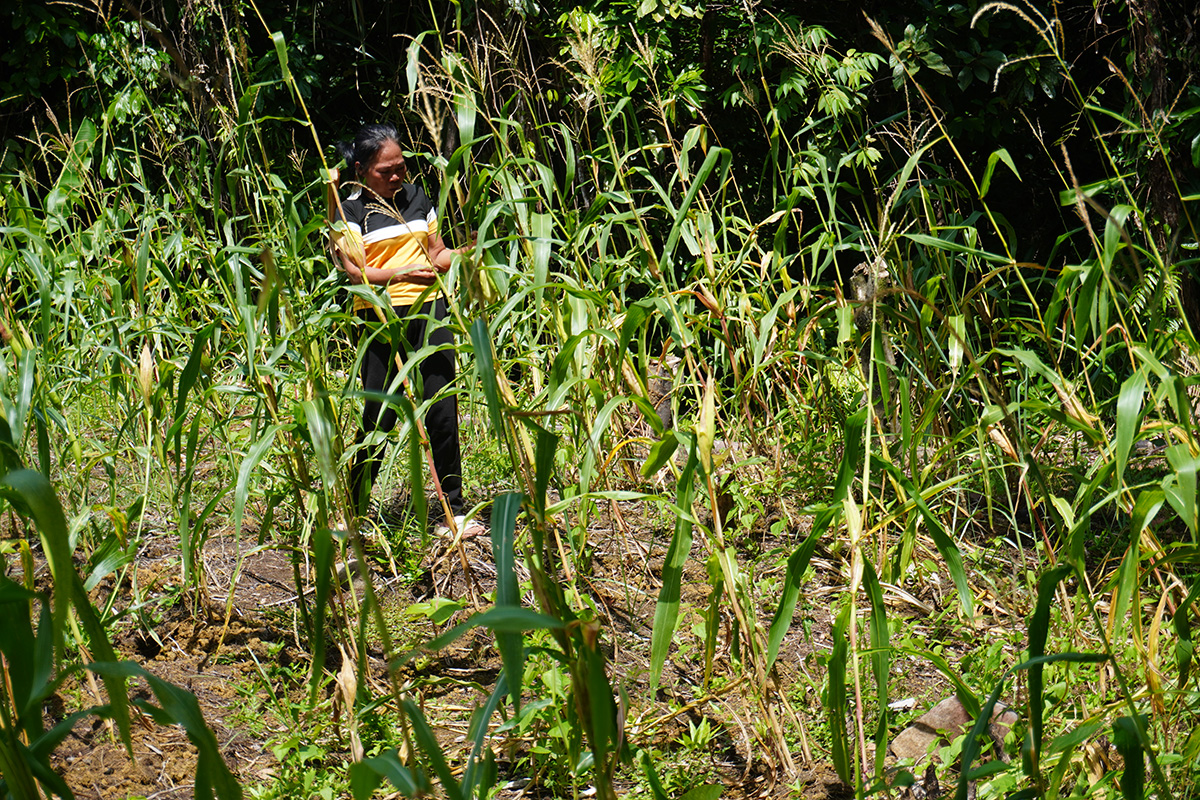 Marietta in her field of traditional sticky corn. © IFI-VIMROD. Used with permission.