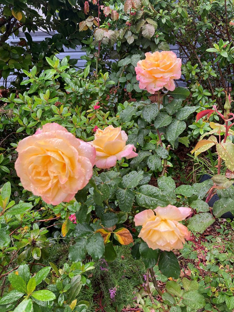 A Bloomin’ Miracle in full bloom in Newcastle Diocese. © Meagan Schwarz, ABM.