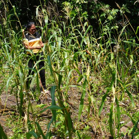 Marietta in her field of organic, indigenous, sticky corn. © IFI-VIMROD. Used with permission.